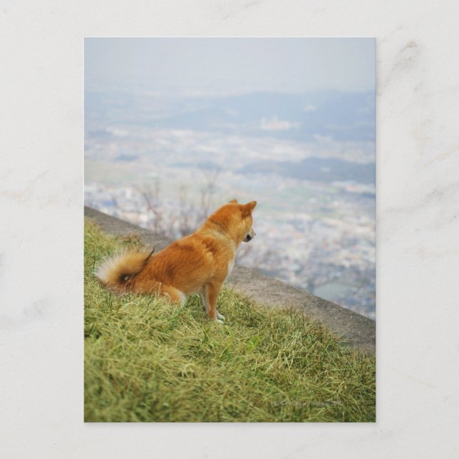 Dog looking down from on hill postcard (Front)