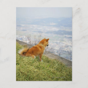 Dog looking down from on hill postcard