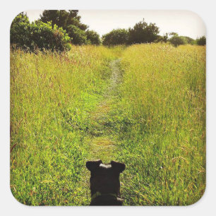 Dog Looking Out to Green Hiking Trail Square Sticker