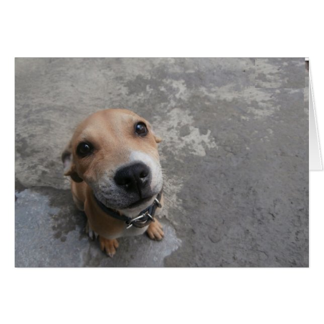 Dog looking SUPER cute!!! (Front Horizontal)