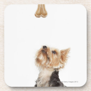 Dog looking up at bone coaster