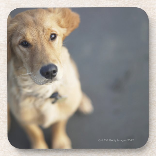 Dog looking up, close-up coaster (Front)
