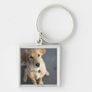 Dog looking up, close-up key ring