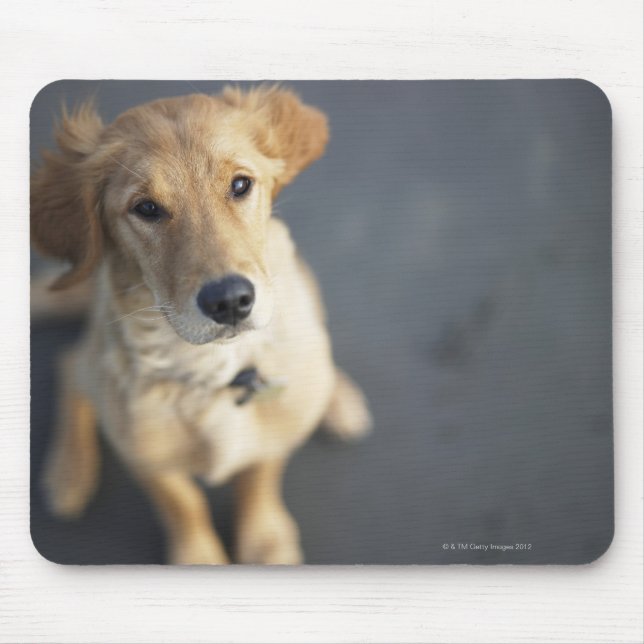 Dog looking up, close-up mouse pad (Front)