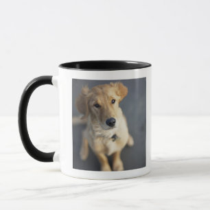 Dog looking up, close-up mug