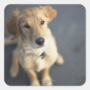Dog looking up, close-up square sticker