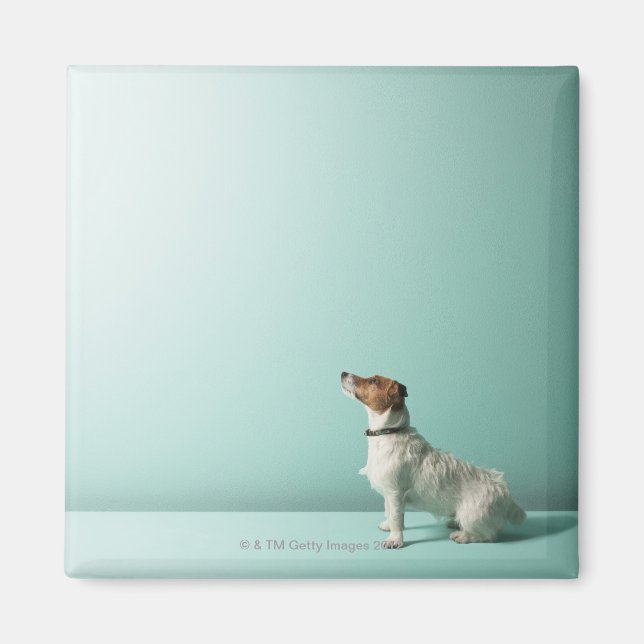 dog looking up into space magnet (Front)
