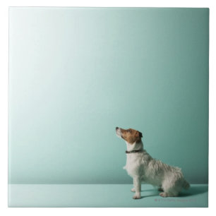 dog looking up into space tile