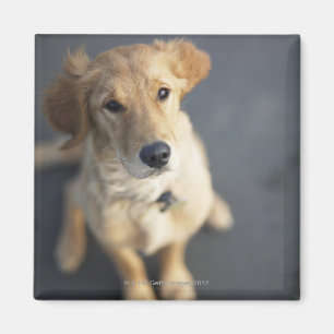 Dog looking up magnet