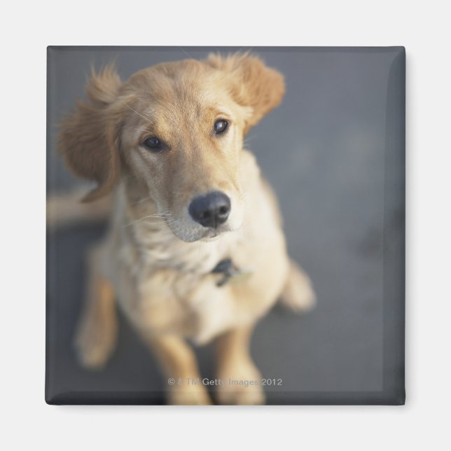 Dog looking up magnet (Front)