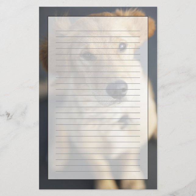 Dog looking up stationery (Front)