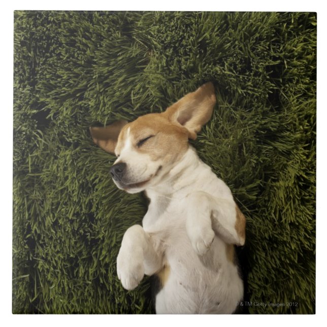 Dog Lying in Grass Sleeping Tile (Front)