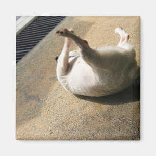 Dog lying on the floor magnet