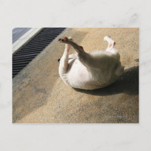 Dog lying on the floor postcard