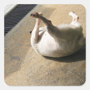 Dog lying on the floor square sticker