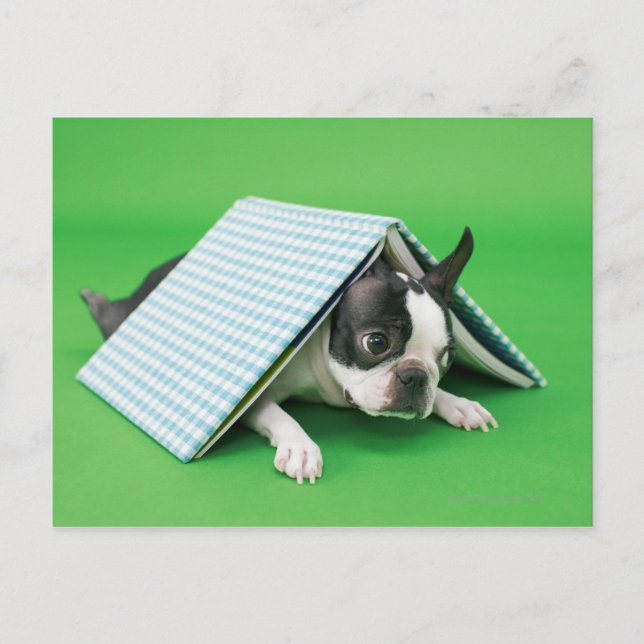 Dog lying under book postcard (Front)