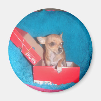 Dog magnet