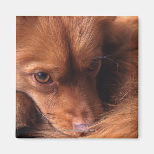 dog magnet