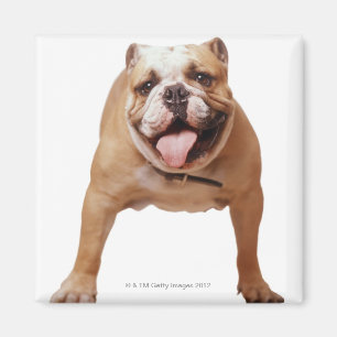,dog magnet
