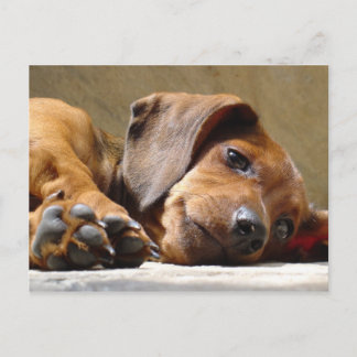 Dog missing you postcard