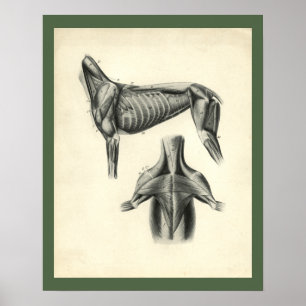 Dog Muscle Veterinary Anatomy Print