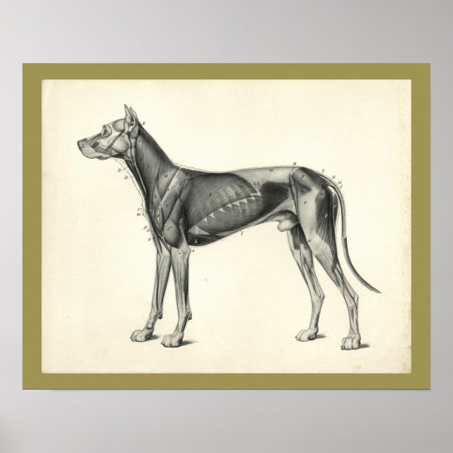Dog Muscle Veterinary Anatomy Print (Front)