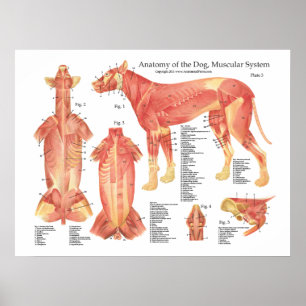 Dog Muscular Anatomy Poster Chart