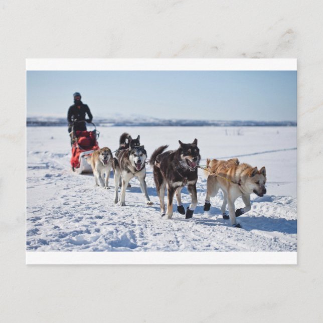 Dog Mushing Alaska Postcard (Front)