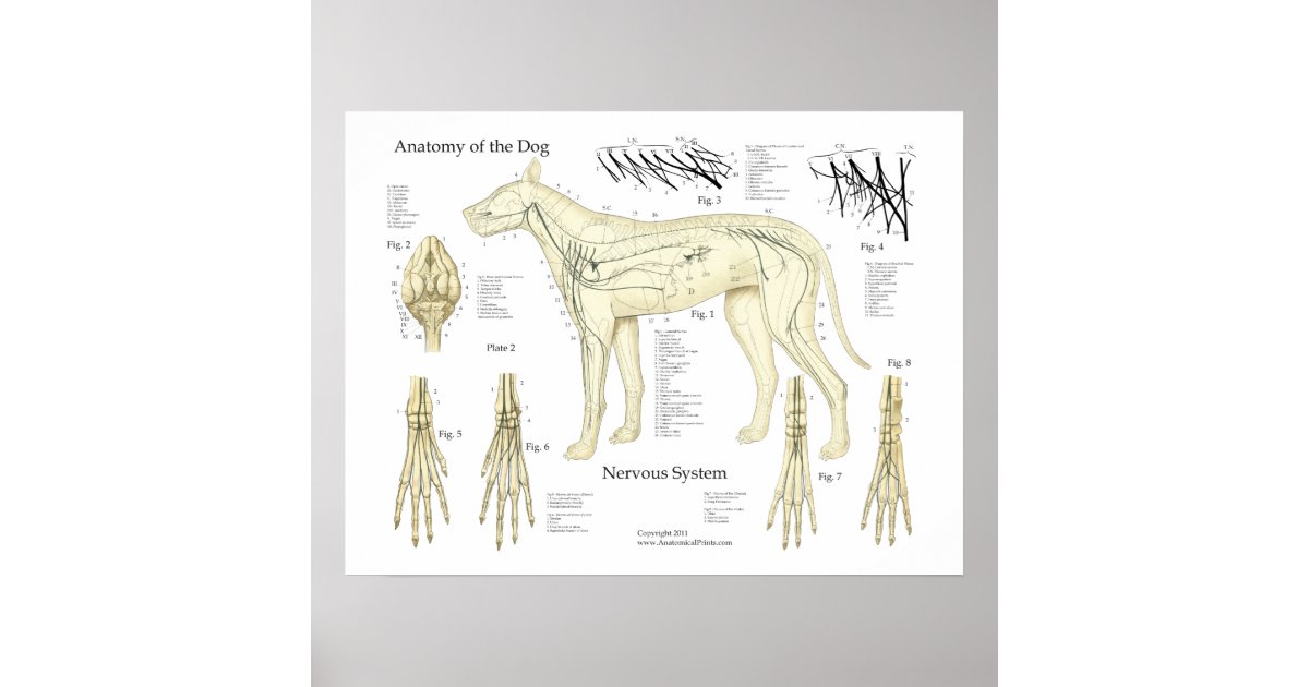 Нервная система собаки схема