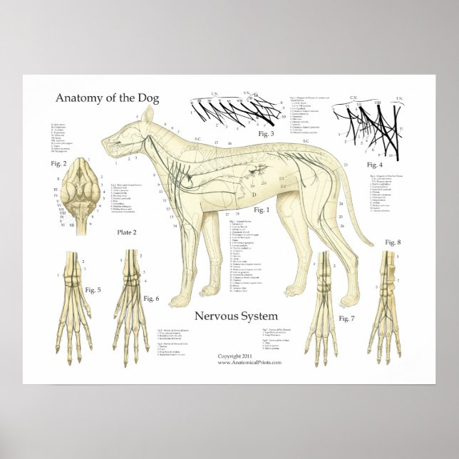 Dog Nervous System Anatomy Poster Chart (Front)