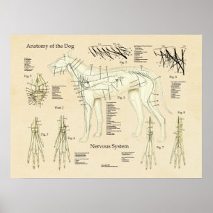 Dog Nervous System Nerve Anatomy Chart