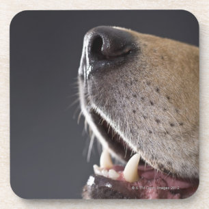 Dog nose and mouth, close-up coaster