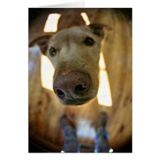 Dog Nose Customisable Card