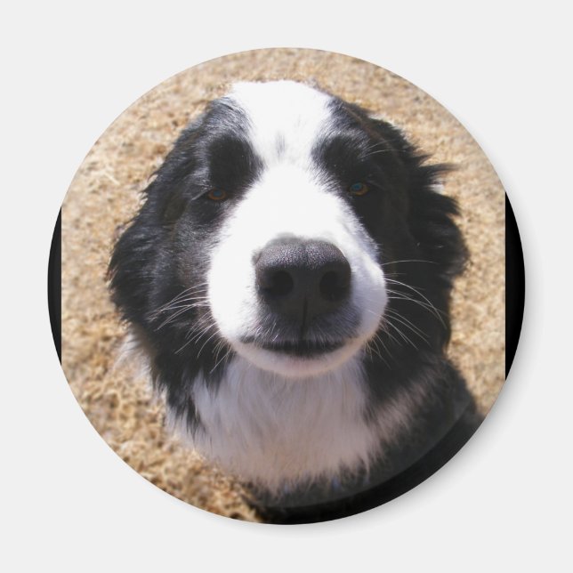 Dog Nose Photo Magnets (Front)