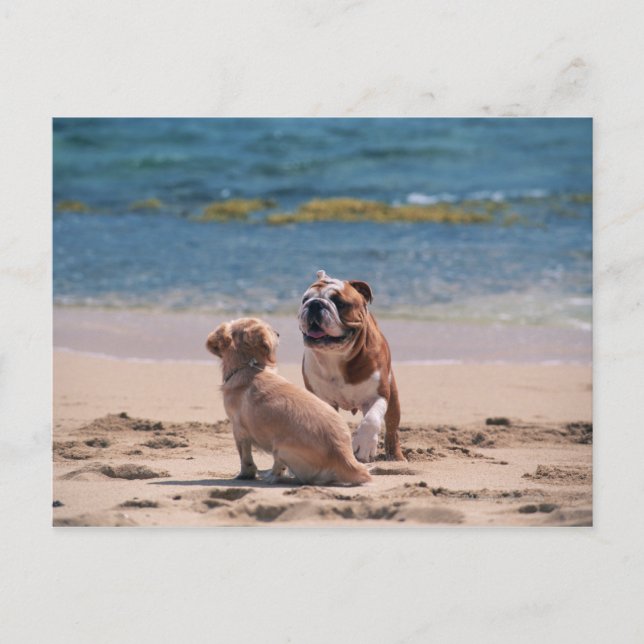 Dog of Sandy Beach Postcard (Front)