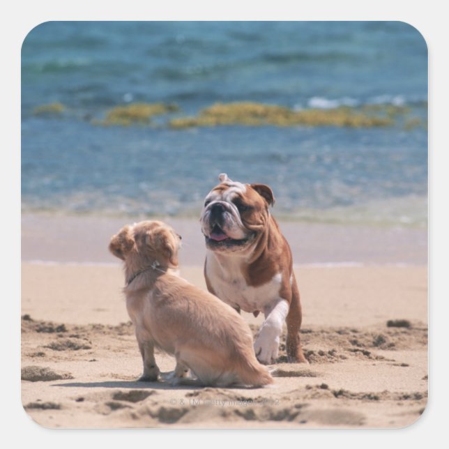 Dog of Sandy Beach Square Sticker (Front)