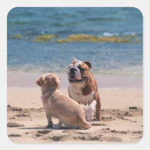 Dog of Sandy Beach Square Sticker