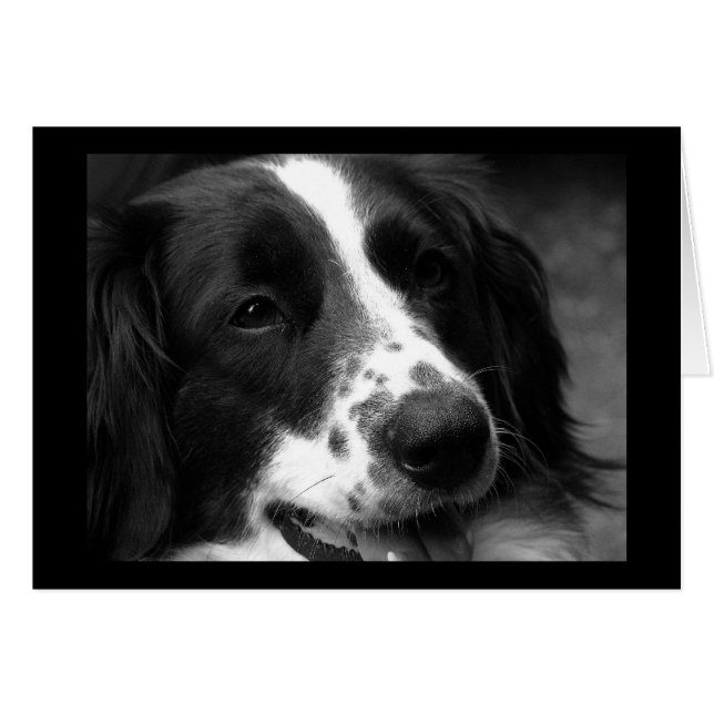 Dog of Wonder (Front Horizontal)