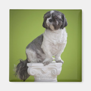 Dog on a column magnet