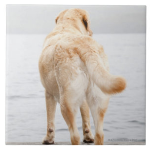 Dog on dock ceramic tile