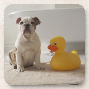 Dog on mat with plastic duck coaster