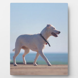 Dog on the beach plaque