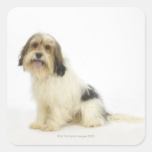 Dog on White 104 Square Sticker