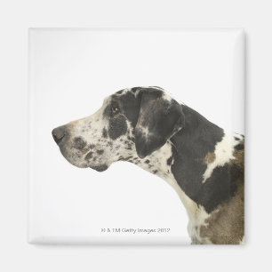 Dog on White 11 Magnet