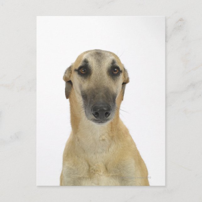 Dog on White 41 Postcard (Front)