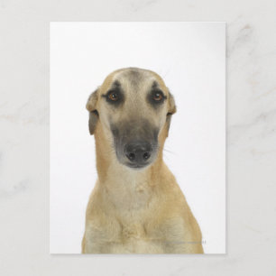 Dog on White 41 Postcard