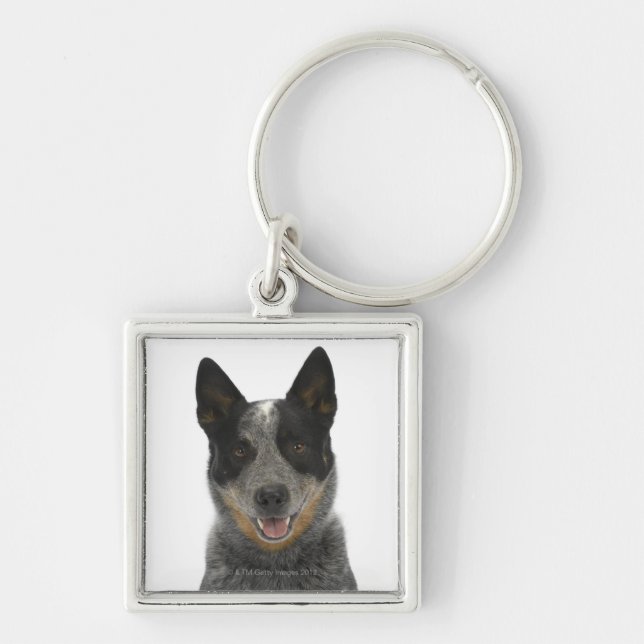 Dog on White 5 Key Ring (Front)