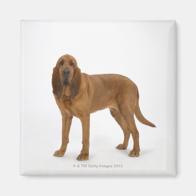 Dog on White 97 Magnet (Front)