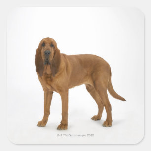 Dog on White 97 Square Sticker