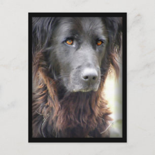 dog painting postcards